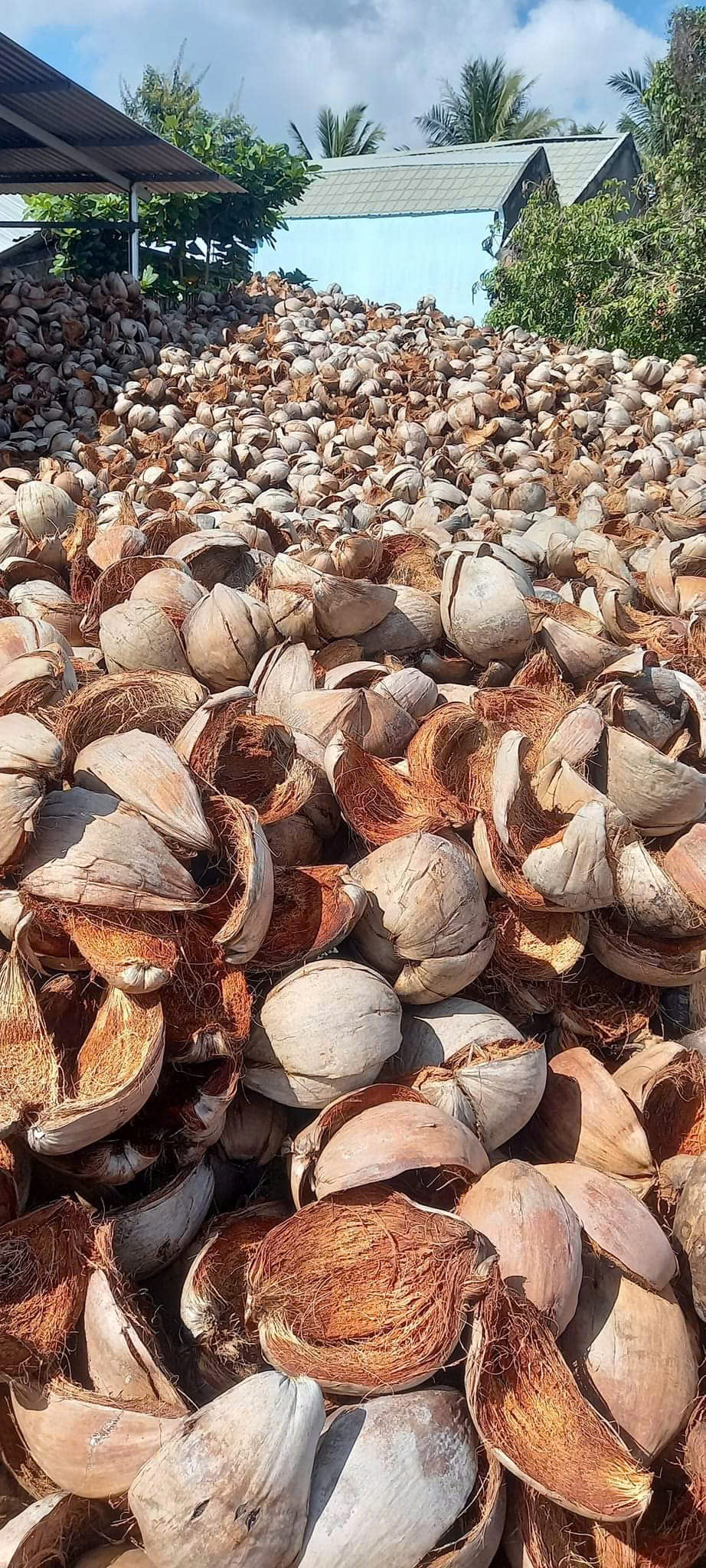 Vỏ dừa nguyên liệu